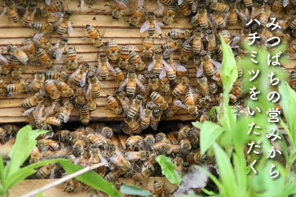 さいき養蜂園　天然ピュア蜂蜜　アカシア １ｋｇ　はちみつ 国産