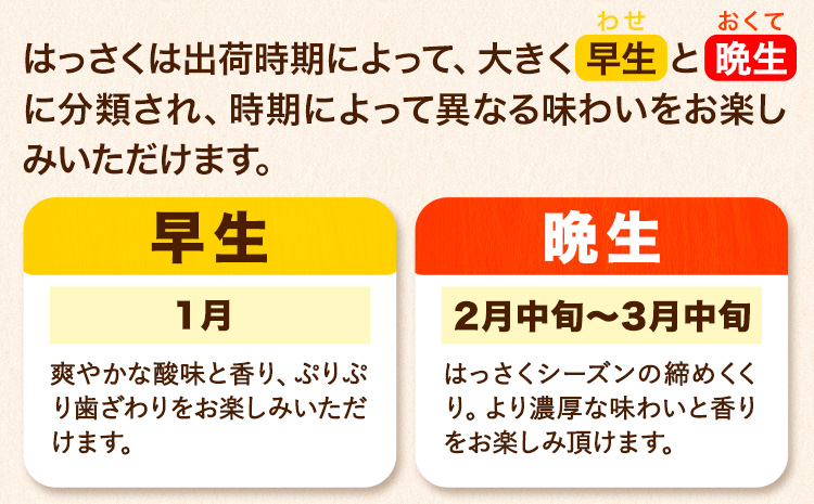 訳あり サイズ不選別 早生･晩生指定不可 はっさく 約9kg (4L~Sサイズ)《2026年2月上旬-3月中旬頃出荷》和歌山県 紀の川市 八朔 柑橘 果物 フルーツ ご家庭用 ビタミンC 果肉 みかん 王国よりお届け!（F-1）