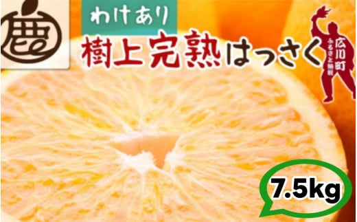 樹上 完熟 はっさく 7.5kg+250g 家庭用 光センサー / 八朔 訳あり 木なり 甘い 和歌山 有田 柑橘 ※4月上旬〜5月上旬に順次発送 ※北海道・沖縄・離島への配送不可 【ikd022-c-7d5B】