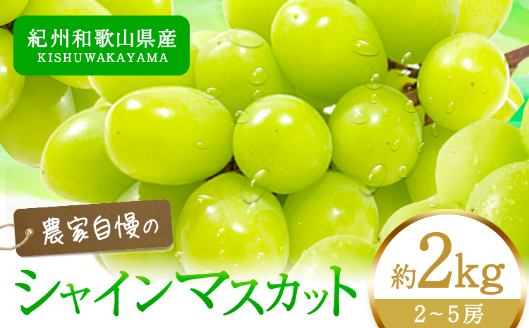 【先行予約】紀州和歌山産 シャインマスカット  約 2kg 魚鶴商店《8月下旬-9月上旬頃出荷(土日祝除く)》マスカット 和歌山県 日高町 贈り物 ギフト ぶどう シャインマスカット（F)