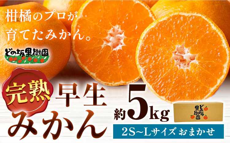 ＜先行予約＞早生 みかん 5kg(2S〜Lサイズ) どの坂果樹園《12月上旬-1月末頃出荷予定》 和歌山県 日高川町 早生みかん 柑橘 ミカン 果物 フルーツ くだもの みかん 早生2025年 みかん