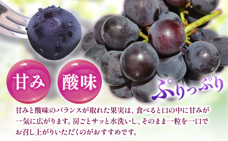 紀州和歌山産 ピオーネ 約2kg 3房-5房 魚鶴商店 《8月下旬-9月上旬頃出荷》 和歌山県 日高川町 フルーツ ぶどう 巨峰 2kg 和歌山県産 送料無料(F)