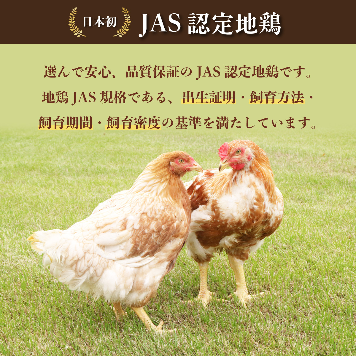 極上 阿波尾鶏 骨付地鶏カレー 30人前セット カレー レトルト 阿波尾鶏 30食入り 極上阿波尾鶏骨付地鶏カレー 徳島 地鶏 あわおどり