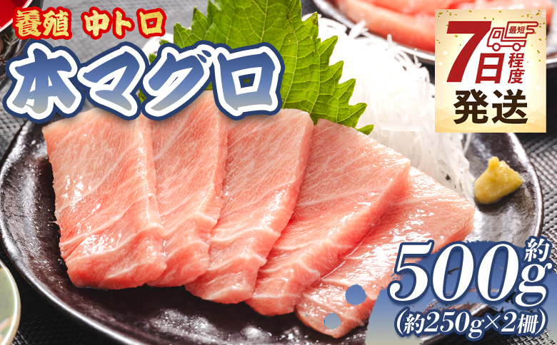 【7日程度で発送】本まぐろ 養殖 中トロ 約500g（250g×2冊）- 鮪 まぐろ 寿司 刺身 海鮮 海産物 魚介 海の幸 スピード発送 高知県 香南市 oo-0002