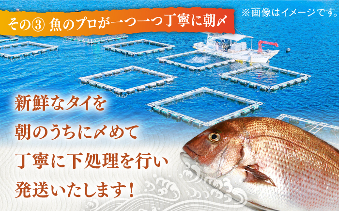 タイ 平戸 なつ香 丸々1匹（約2kg）【（株）坂野水産】[KAA002]/ 長崎 平戸 魚介類 魚 鯛 タイ たい 内臓処理済 レシピ 刺身 たたき 刺身 塩焼き 刺身 漬け丼 刺身 しゃぶしゃぶ 刺身 アレンジ 刺身 冷蔵 刺身 国産 刺身 長崎 刺身 長崎 平戸 魚介類 魚 鯛 タイ たい 内臓処理済 レシピ 刺身 たたき 刺身 塩焼き 刺身 漬け丼 刺身 しゃぶしゃぶ 刺身 アレンジ 刺身 冷蔵 刺身 国産 刺身 長崎 刺身 