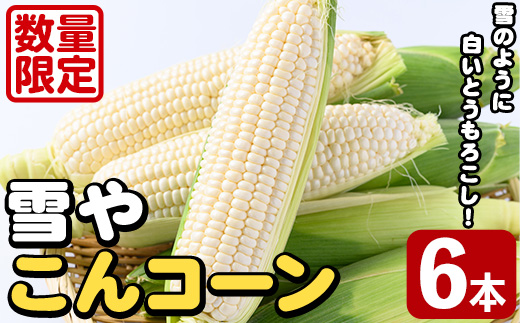 白いとうもろこし「雪やこんコーン」(6本) 国産 トウモロコシ 玉蜀黍 ホワイト コーン 野菜 糖度 夏 イネ科 数量限定 期間限定【うとさんち】akn067-13