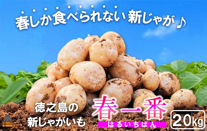 《今が旬！》～春しか食べられない 新じゃが～徳之島プレミアムブランド”春一番新じゃがいも”（20kg） ( バレイショ 野菜 旬 春 JA 徳之島 奄美 鹿児島 肉じゃが カレー じゃがバター 美味しい 人気 オススメ JA )